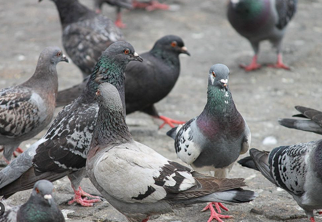 Segurança em Casa: Ameaças Ocultas dos Pombos e as Estratégias Profissionais de Manejo