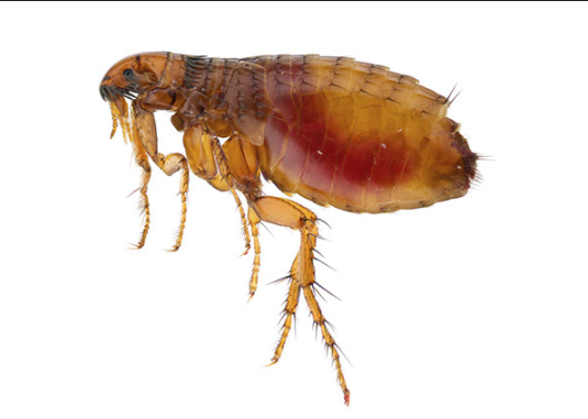 Pulgas: Uma Ameaça Que Vai Além dos Pets e Como Controlar a Infestação em Seu Lar